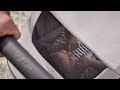 миниатюра 1 Видео о товаре Коляска прогулочная Inglesina Aptica, Kensington Grey (Серый)