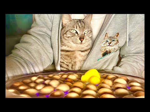 99%が5分で眠くなる｜猫×水の音ASMR Deep Relax ASMR｜Cat Purring & Wooden Balls