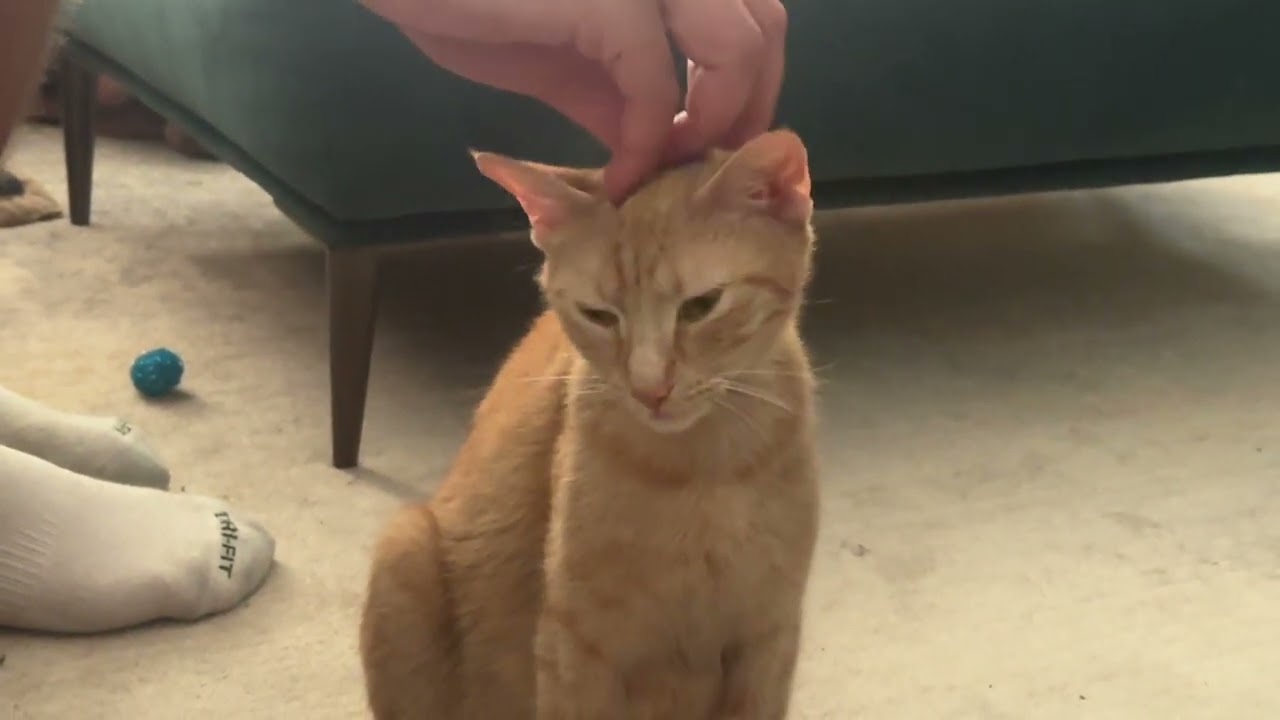 PHOENIX (MA), a Adoptable American Shorthair in Southbridge , MA video 6/6