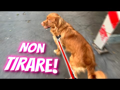 SMETTERÀ di TIRARE al guinzaglio SOLO se fai COSÌ!!!