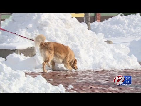 Vet: Some Rock Salts Can be Dangerous for Dogs