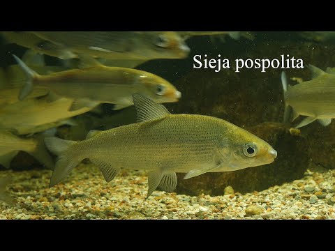 Sieja pospolita (Coregonus lavaretus). European Whitefish [4K]