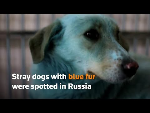 Stray dogs with blue fur spotted in Russia