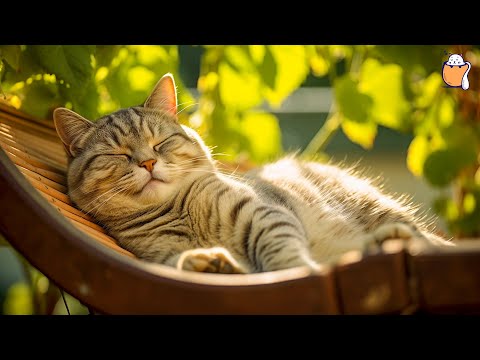 Meowtiful Melodies: Summer Lullaby for Cats | Relaxing Piano Music to Help Your Furry Friend Unwind