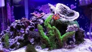 How to setup a 10 Gallon Nano Reef Tank, Fluval aquaclear, pest snails, pineapple sponges, phosguard