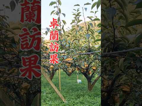 寶島甘露梨｜清甜爽脆・多汁低酸・冷藏配送