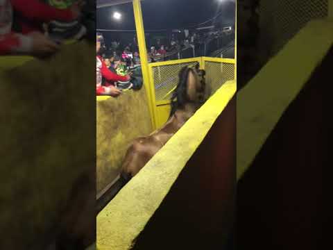 Balita en Tampa Florida🐴🏁🚦  #horse#puertorico#viral