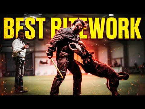 German Shepherd Delta von MaKeRa Knut Fuchs Adverntpokal 2025 IGP Schutzhund Trial Protection 98c