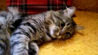 Funny Cat  (Маry + JEFF HEALEY - How Blue Can You Get.avi)