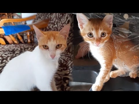 Cat & Kitten Fighting Funny Video || Babai Media
