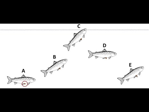 How Do Marine Organisms Maintain Neutral Buoyancy?