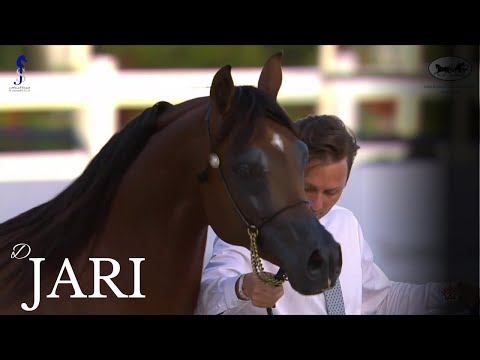 💫D Jari 💫3rd at Abu Dhabi International AHC 2022 Stallions