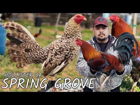 Beautiful Birds SPRING GROVE CALIFORNIA FARM VISIT