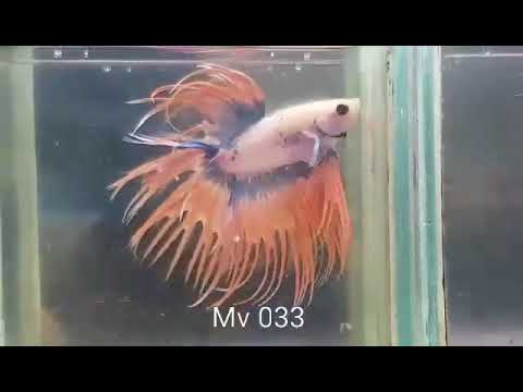 (MV-033)  Orange Fancy Crown Tail Male Betta