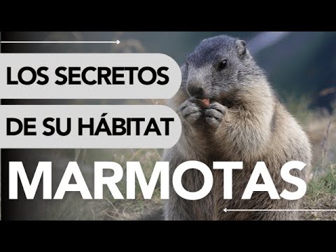 🏔️ Where MARMOTS LIVE and WHAT THEY EAT 🌿