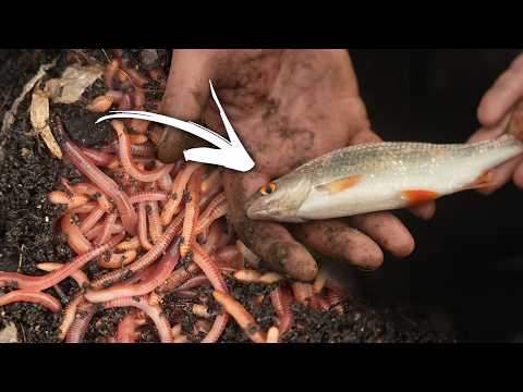 Rotaugen Feedern am kleinen Fluss