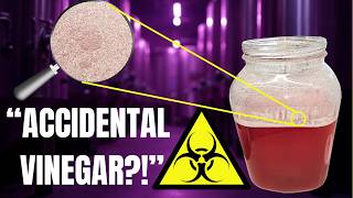 “Something Infected My Plum Cider”