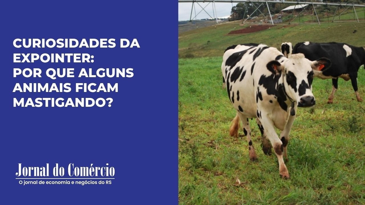 Curiosidades da Expointer: Por que alguns animais ficam mastigando?
