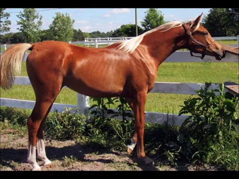 GOLD BARZ by Barzan Al Shahania