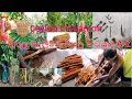 කුරුඳු තැලීම Cinnamon Cultivation Kurudu Wagawa කුරුඳු වගා�