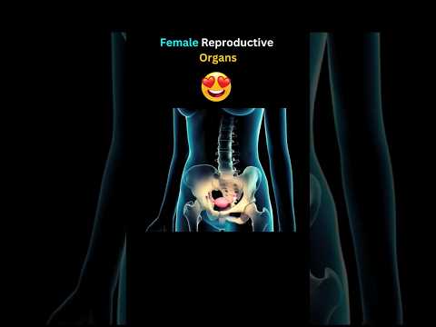 Ovaries, Uterus and Fallopian tubes 🥰💯 #shortvideo