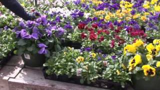 Learning About Pansies