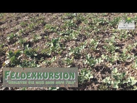 85. Feldexkursion: der Frühling ist da! (Vegetationsbeginn) - NU Agrar, 11.04.2018