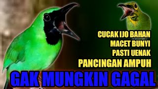 Download lagu pancingan handal, SEMUA CUCAK IJO, pasti nyaut bunyi dan gacor mp3