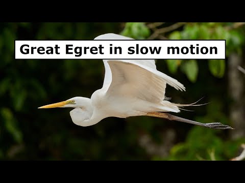 Flight of an egret from garden to the sky in slow motion | #shorts
