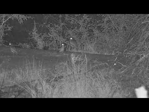 Djuma: Water Thick-knee group on dam wall - 21:02 - 08/14/19