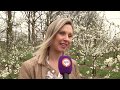 Staat de Betuwe al in bloei? Kijk op het bloesemalert