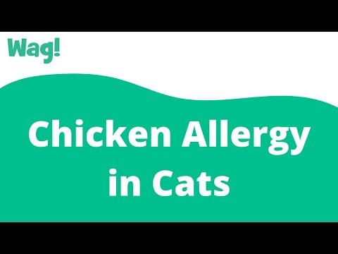 Chicken Allergy in Cats | Wag!