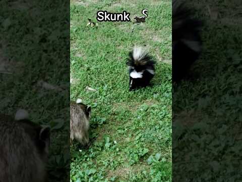 Skunk Sprays Raccoons !! 😲