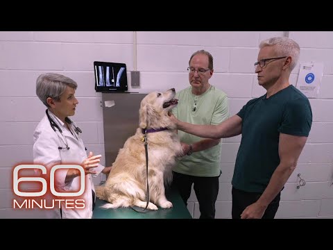 比較腫瘤學 | 60 分鐘經典回顧 (Comparative Oncology | 60 Minutes Archive)