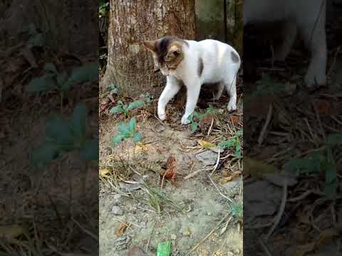 cat fighting with,,,