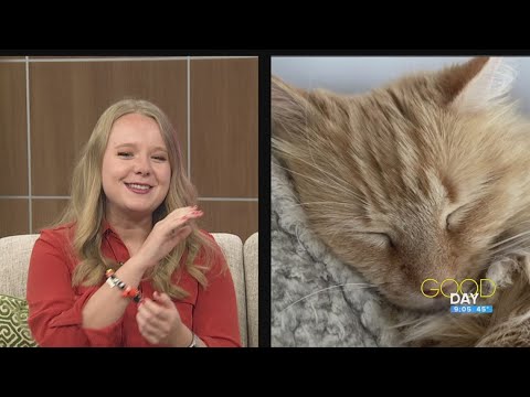 Happy National Cat Day! | Good Day on WTOL 11 - YouTube