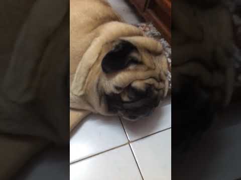 Alex chi pillow #😄 😄#love #❤️❤️