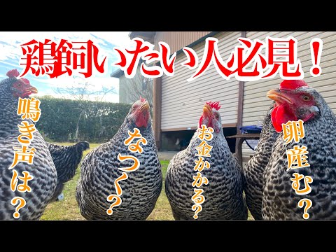 , title : '【ペット】にわとり飼おうか迷っている方必見！疑問解消します！'