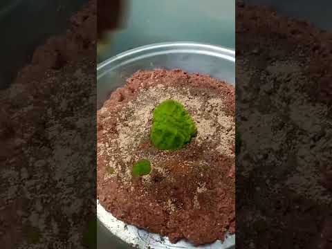 Mutton Galouti kebab recipe