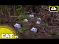 Cat TV: 3 Hours of Underground Mouse Maze! 🐭 4K White Mice Soil Digging Adventure (Tiny Tricksters)