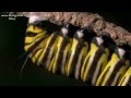 Documentary Nature - The Incredible Journey of the Butterflies