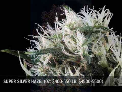 download lagu mp3 mp4 Top Authority Somethin To Blaze To, download lagu Top Authority Somethin To Blaze To gratis, unduh video klip Top Authority Somethin To Blaze To