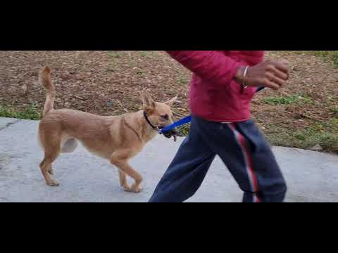 Dhruva's compulsory Morning walk