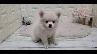 ハーフ犬の動画01