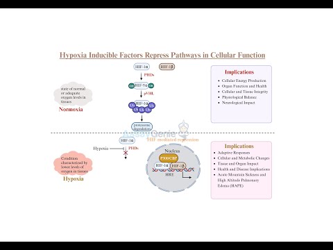 HIF Repress Pathways An Insight into Cellular Oxygen Homeostasis