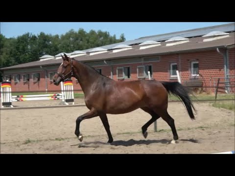 *2017 Stute von Fürstenball - San Amour trag. von Dynamic Dream