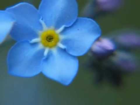 FORGET  ME  NOT -  FLOWER