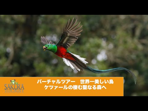 世界で最も美しい鳥