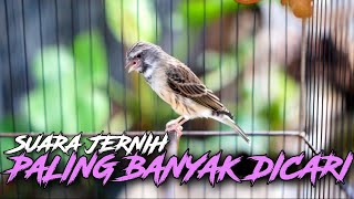 Download lagu BANYAK DICARI!! MASTERAN BLACKTHROAT GACOR SUARA JERNIH - Pancingan Kenari PAUD langsung NRocoss mp3 Download lagu BANYAK DICARI!! MASTERAN BLACKTHROAT GACOR SUARA JERNIH - Pancingan Kenari PAUD langsung NRocoss mp3