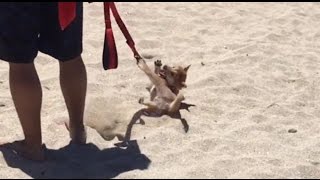 Puppy has tantrum at the beach